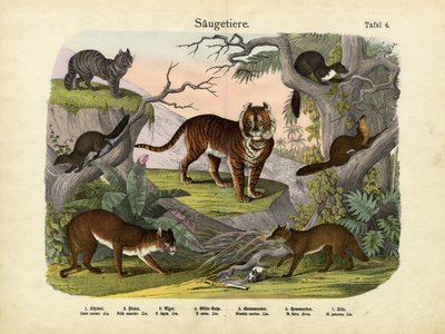 Mammals, c.1860 by German School